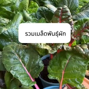 รวมเมล็ดพันธุ์ผักผลไม้ผักสวนครัวรวมเมล็ดพันธุ์งอกง่ายปลูกในบ้านสดสดวกโตไวอร่อยคุณภาพดี