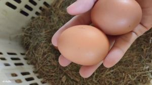 ไข่ไก่อินทรีย์ ออแกนิก เบอร์ 4 เก็บสดใหม่ทุกวัน รับประกันคุณภาพ ไข่ไก่เก็บจากฟาร์ม ไข่แดงดี สดใหม่ ไข่ไก่ธรรมชาติไร้สารเร่ง