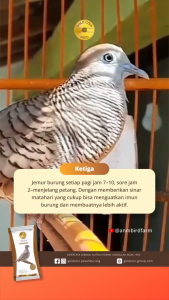 Pakan Burung Perkutut Gold Coin