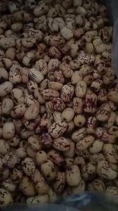 Angco Merah Tanpa Biji Tanpa Kulit Red Dates Hong Zao Kurma Merah