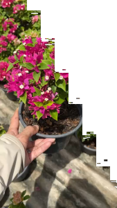 เฟื่องฟ้าสาวิตรี เฟื่องฟ้าแคระ Bougainvillea Paper flower