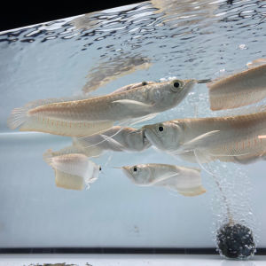 Harga Borong 6-9inci+- Ikan Arowana murah Silver Arowana Ikan kelisa Ikan hidup live fish