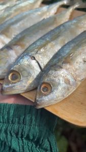 ปลาทูมัน สดใหม่ เนื้อหวานมันอร่อย ไม่เค็ม