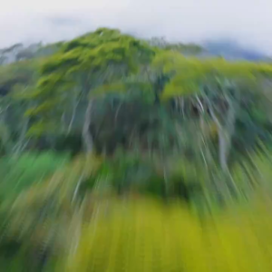 Happy Minyak Kemiriku Ekstrak Lidah Buaya 100ml | Minyak Rambut Extra Aloevera