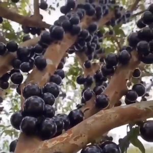 BIBIT ANGGUR BRAZIL SUPER - BIBIT ANGGUR BRAZIL CANGKOK - BIBIT ANGGUR HITAM - BIBIT ANGGUR BATANG