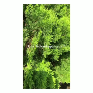 READY Its Vegan serum booster in MOISTURIZER squalane+bisabolol+lingonberry by Safia Natural