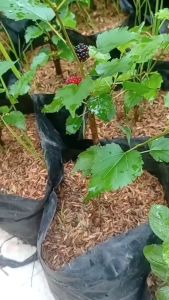 Paket 12 Bibit Murbei Cutting Terlaris