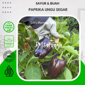 [JM SoFresh] Paprika Ungu Segar Organik Green House Per Pcs