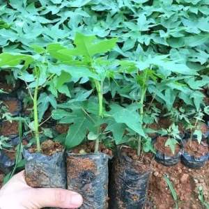 5 cây Giống ĐU ĐỦ ĐỰC SIÊU HOA. cây lớn cao 20cm