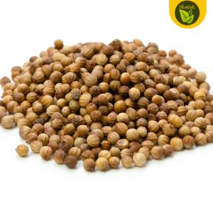 100 seeds for planting binhi coriander herbs and spices in cooking