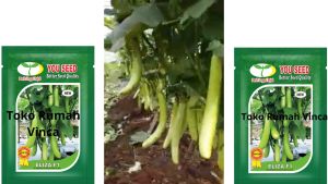 Benih Bibit Sayuran Terong Hijau Tahan Virus Hibrida ELIZA F1 5g dari You Seed