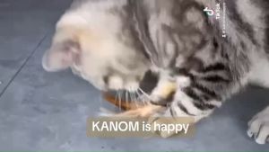 เล่นน้องแมว ไม้ตกแมว วัสดุจากธรรมชาติ กลิ่นหอม มีปราณเรียบร้อย