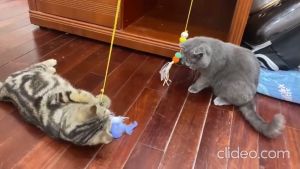 Đồ chơi cần câu Mèo dây thun dán tường và móc kẹp (mẫu mới) - Hara Pets Store