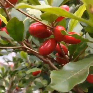 BIBIT BUAH AJAIB ATAU MIRACLE FRUIT Aneka Bibit Unggul NIRWANA