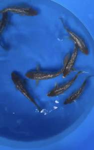 JAPAN SORAGOI 20-23cm from OMOSAKO KOI FARM 498 per koi + shipping 50