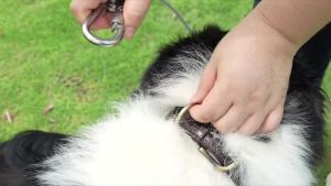 Double-headed Dog Tie Out Cable Leash raction rope with metal buckle steel wire anti-rust training collarOutdoor Dogs Strap