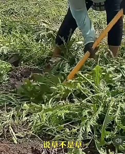 Biji Dandelion(300 seeds)/蒲公英籽/Dandelion Seeds