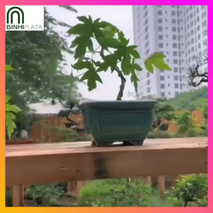 BinhiPLAZA™ - Bonsai Papaya (20 Seeds) for Planting Vegetable Plants + Instructions Dwarf Red Baby F1 Plant Seed