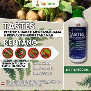 Obat Kentang Buat Akar & Layu / Obat Hama Trips Di Daun Kentang / Obat Buah Tanaman Kentang / Obat Tanaman Kentang / Obat Hama Kentang Daun Keriting / Obat Racun Tanaman Kentang
