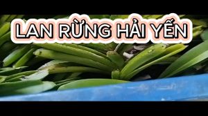 Lan rừng hải yến lá xếp hướng lá chỉ thiên