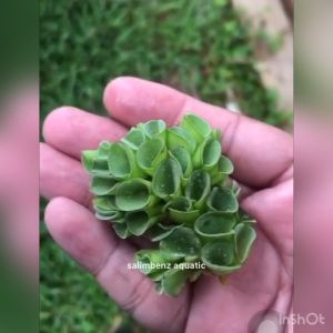 (BUY7FREE3) 1pc Salvinia Cucullata Floating Plant Watermoss Water Spangles Pokok ikan guppy dan betta