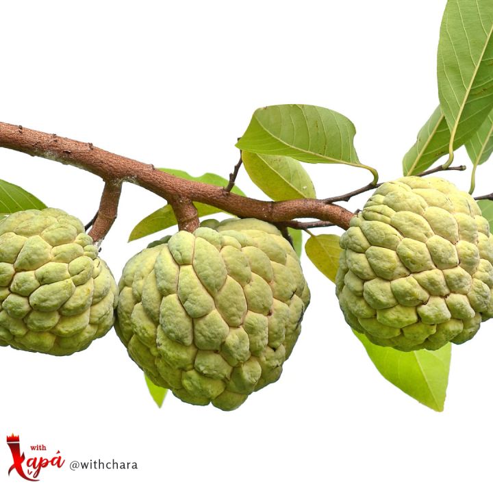 atis sugar apple seeds for planting binhi pantanim fruit plant | Lazada PH