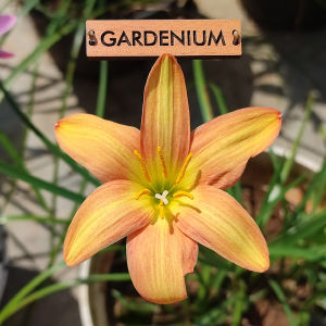 Umbi Bunga Rain Lily Golden Mango - Rainlily Zephyranthes Hybrid