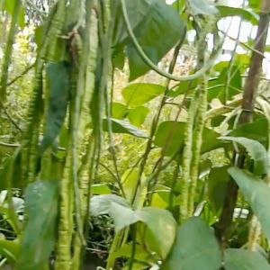 Pupuk Khusus Untuk  Pelebat Buah Tanaman Kacang Panjang / Pupuk Booster Cair Penyubur Kacang Panjang