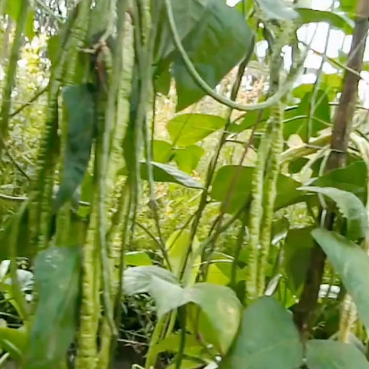 Pupuk Khusus Untuk  Pelebat Buah Tanaman Kacang Panjang / Pupuk Booster Cair Penyubur Kacang Panjang