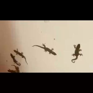 🦎1000เมตรไม่มีจิ้งจก🦎ก้อนไล่จิ้งจก ไล่จิ้งจก ไล่ตุ๊กแกถาวร ยาไล่ตุ๊กแก 100g สมุนไพร ผลิตจากธรรมชาติ ม่มีสารเคมี มีผลต่อเนื่องตลอด24ชม สารสกัดจากพืช ใช้ได้กับทั่วบ้าน การบูรไล่จิงจก ไล่จิ้งจกถาวร ยาไล่จิ้งจก ยากำจัดจิ้งจก ที่ไล่จิ้งจก ยาฆ่าตุ๊กแก