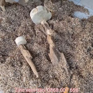 Trầm thô trầm phôi khai thác hàng tự nhiên 1kg 1 khúc [xưởng trầm Âu Lạc] LIÊN HỆ