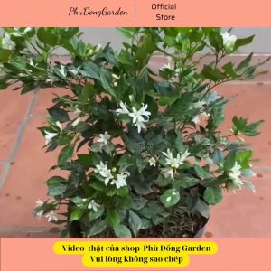 Hoa nguyệt quế cao 40 - 50cm đã có hoa | Hoa cực thơm siêu hoa dễ chăm sóc trang trí sân vườn ban công (ảnh thật)!