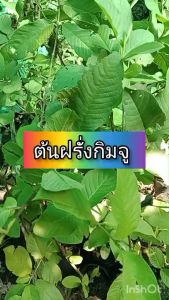 ต้นฝรั่งกิมจู ขนาด 65 - 100 ซม. ฝรั่งไร้เมล็ด สีนวลสวย รสหวานกลมกล่อม  มีสารต่อต้านอนุมูลอิสระสูง  ช่วยในการชะลอวัยและริ้วรอยต่าง ๆ ได้ดี