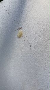 ซิม เจล (Cim Gel ) เจลกำจัดมด และแมลงสาบ