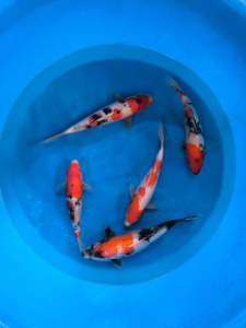🇯🇵 Japan Showa 28-35cm from Sakai Farm - 5pcs set RM3440 + shipping RM120