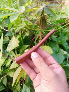 Pipa cangklong kayu gali kelor serat emas 11cm