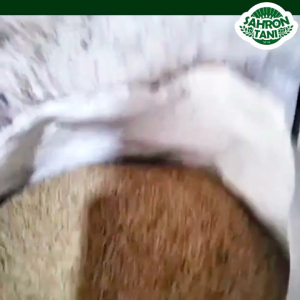 BENIH PADI CIHERANG JUMBO | 5KG | 1KG | BIBIT KUALITAS SUPER ASLI | COD