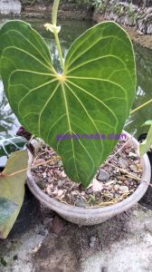 Tanaman hias kuping gajah magnifikum