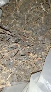 1kg cây cải trời sấy khô