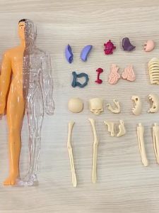 3D Human Body Anatomy Model Children Plastic DIY Skeleton Toy Science Early Learning Aids Educational Toys