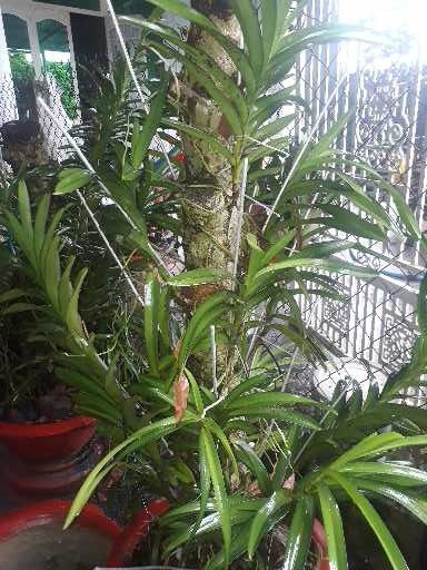 COMBO%20Nhi%E1%BB%81u%20M%C3%A0u%20C%C3%A2y%20Lan%20Gi%E1%BB%91ng%20Mokara%20cao%2030-40%20Cm%20(%C4%90%E1%BB%8F,V%C3%A0ng,T%C3%ADm,H%E1%BB%93ng,Cam)%20-%20Image%206