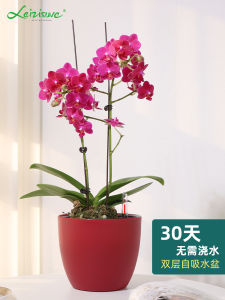 round Flower Pot Plastic Bean Bag Automatic Water Feeding Basin Desktop For Home Flower Cultivation Hydroponic Decoration Orchid Green Plant Large and Medium Size