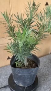 Tùng La Hán cây phong thỷ (hợp mệnh thủy size55 đến 65cm trang trí nhà cửa sân vườn.