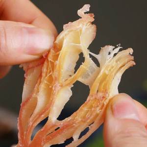 Specialty Carbon Grilled Squid Snacks 500g Instant Seafood Delight Shandong Specialty Squid Strips Delicious Seafood Treats