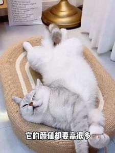 ที่ลับเล็บแมว ขนาดใหญ่ ของเล่นแมว รูปอ่าง สามารถใช้เป็นครอกแมว ใหม่ 3 in 1 ที่ลับเล็บแมว ทนต่อการสึกหรอ รังแมว ที่ขูดเล็บ