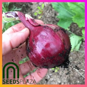 SeedsPLAZA™ - Red Onion Seeds (100 Seed) for Planting Vegetable Plants + Planting Instruction F1 Hybrid Red Hawk Plant