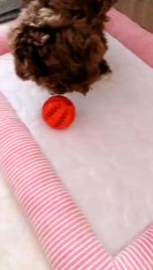 Pet Feeding Ball Interactive Cat Food Feeders Ball Pet Toys Dog Toy Treat Ball Pet Bite Clean Tooth Ball Food Leakage Ball Tooth Cleaning