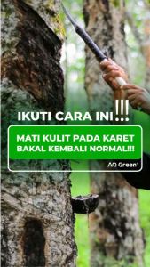 Pupuk AQ Green 1kg Gold ZPT Organik Penyubur Daun Bunga Buah Untuk Karet Padi Jagung Sawit Cabe