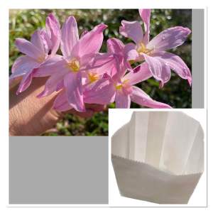 ฌ.หัวดอกบัวดิน Pink Dragonfly หัวละ 10 บาท