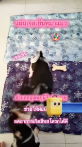 WINWAY05 ที่นอนเย็นฤดูร้อน ที่นอนเย็น ที่นอนน้ำแข็ง ผู้ใหญ่ เด็ก และสัตว์เลี้ยง ที่นอนโซฟาที่นอนเจลดูลเลอร์ที่นอนคูล เลอร์ขนาดใหญ่